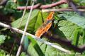 2017-04-04 (4296-u) Vlinder oranje Fuut Insecten, slakken  Maasplassen Chiwawa's